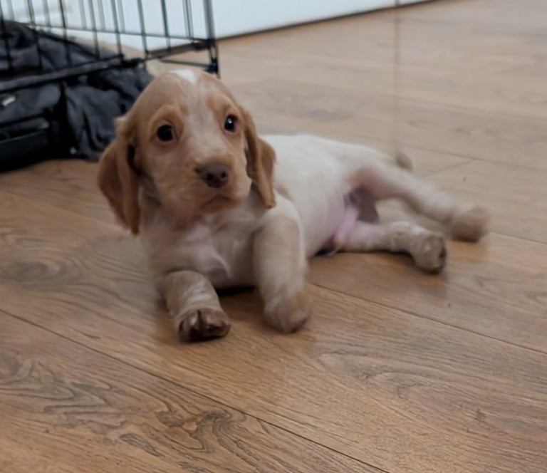 Stunning litter of Cocker Spaniel Puppies