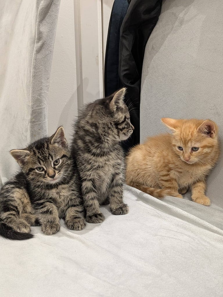 Adorable Kittens for Sale – Ready for Their Forever Homes!