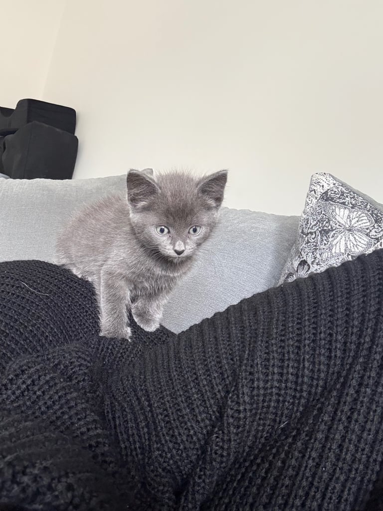image for 8 Week Old Grey Female Kitten