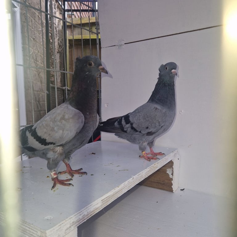 Serbian highflyers for sale 