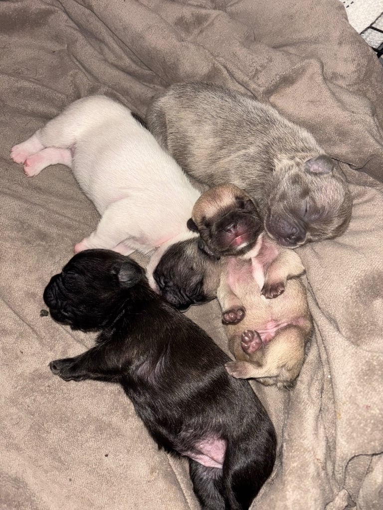 K c Frenchie puppies 
