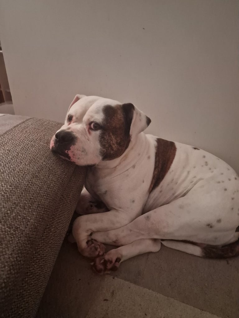 Male American Bulldog 