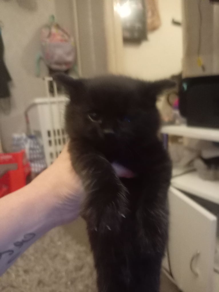 Black fluffy kitten tabby kitten 