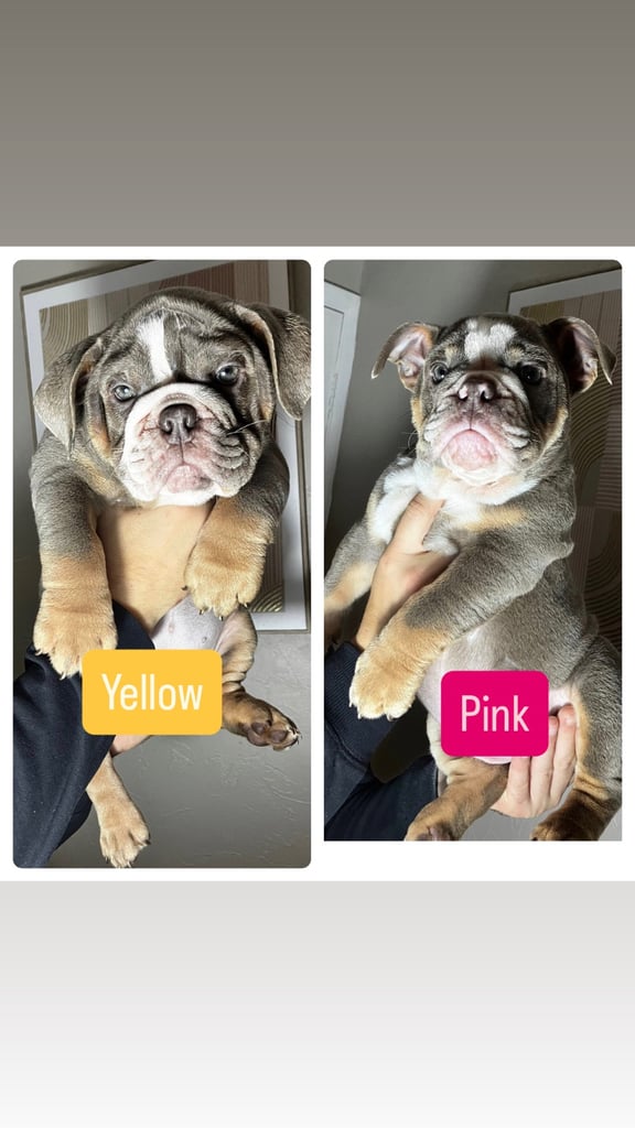 2 stunning English bulldog girls Lilic Tri