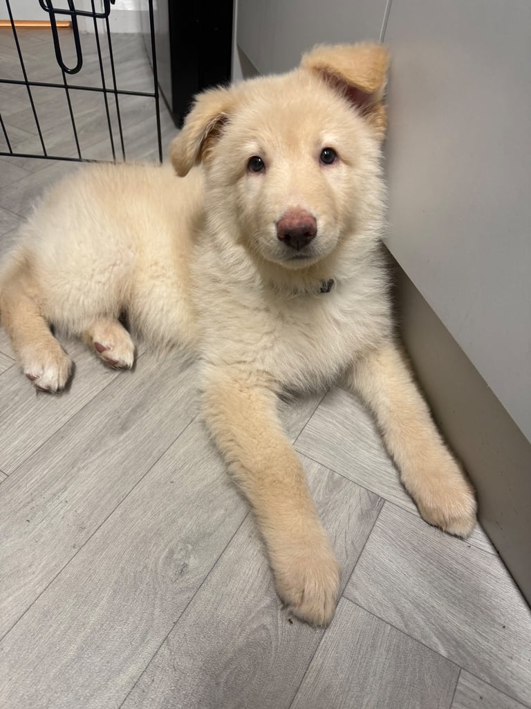 White 9 week old, female German shepherd.