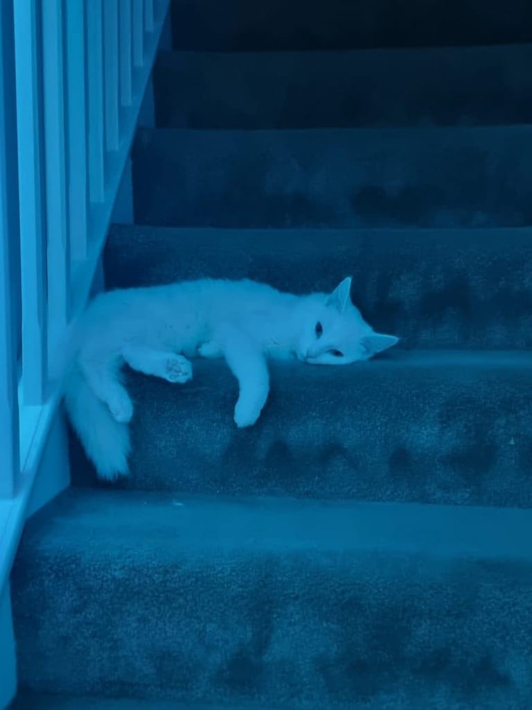 PURE WHITE FEMALE ✨️