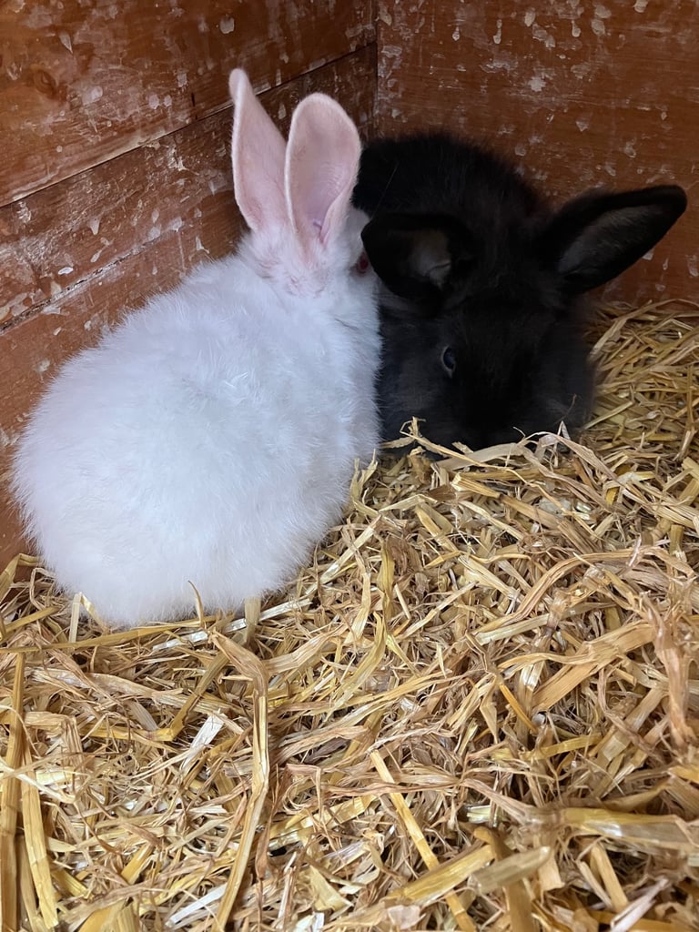 Baby rabbits for sale