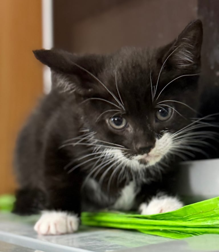 image for Black kitten ready for new home