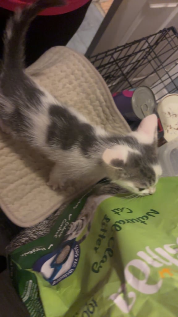 Kittens 