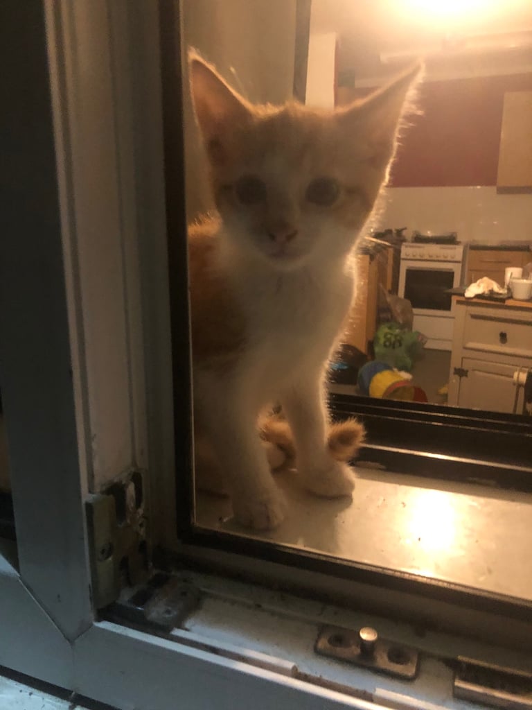 Beautiful Bombay  kittens 