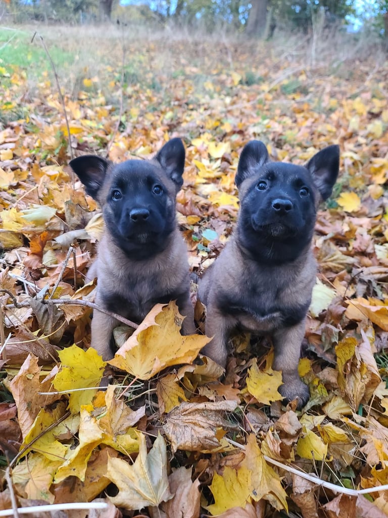Belgium shepherd x german shepherds 