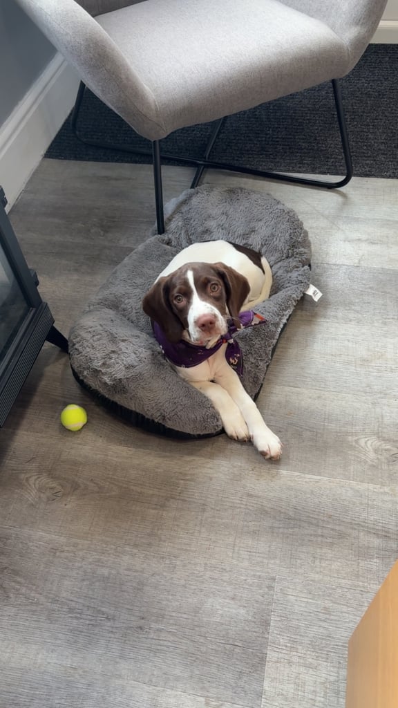 image for Springer pup