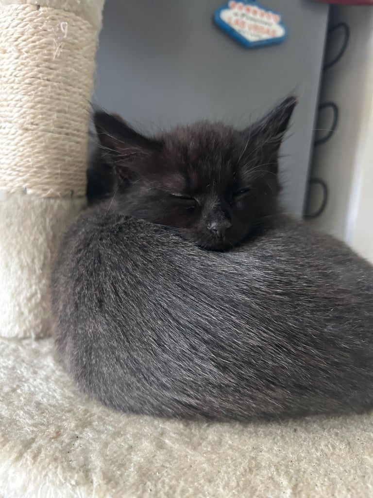 Fluffy long haired Black kitten