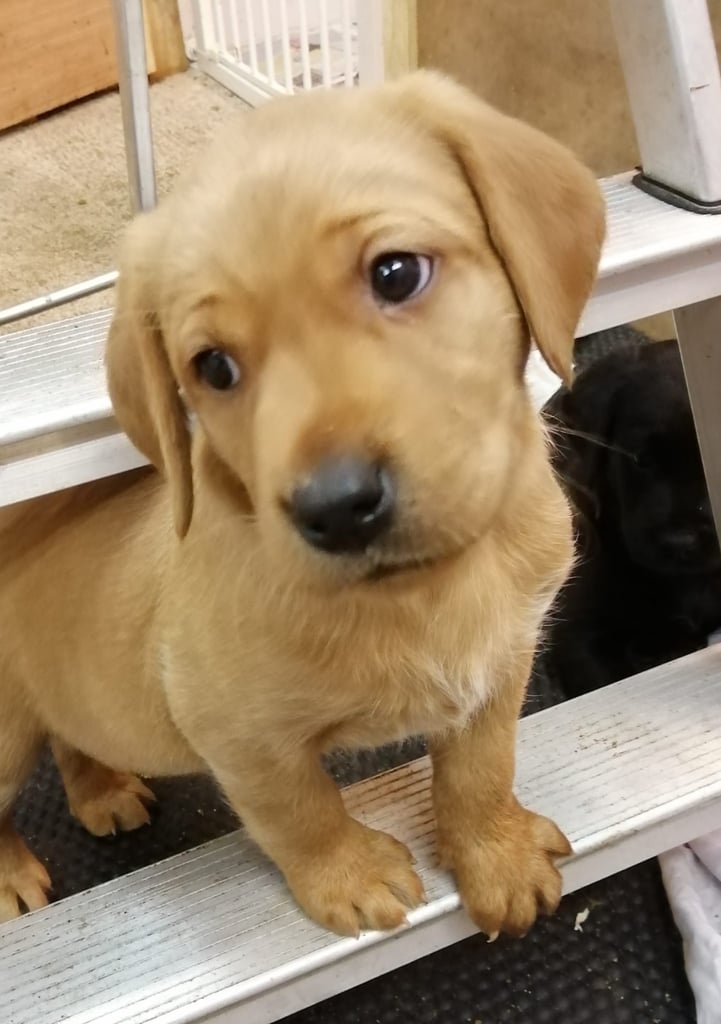 Beautiful Pups