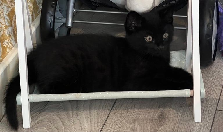 Ragdoll mix (available Now) reserved 