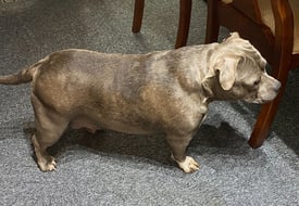 Female and Male beautiful American Bully dogs available 