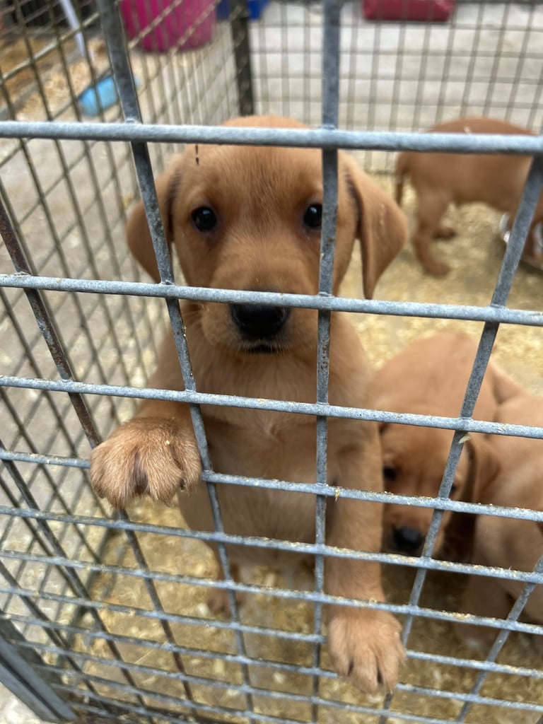 Excellent kc reg Labrador pups