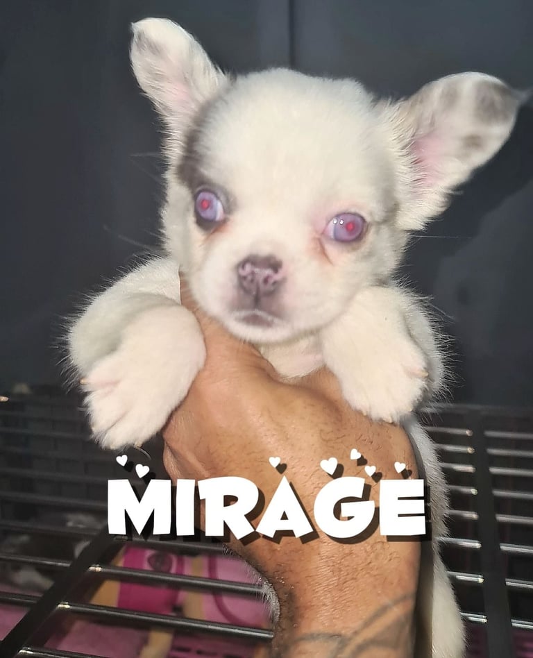  💎 7 Rare Visual Fluffy French Bulldog Puppies – Top Quality, Ready Now! 💎