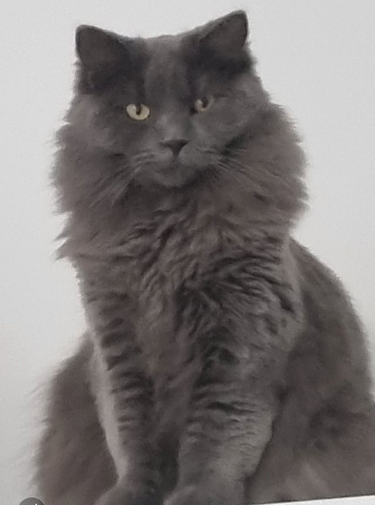 image for Ragdoll cross male cat 