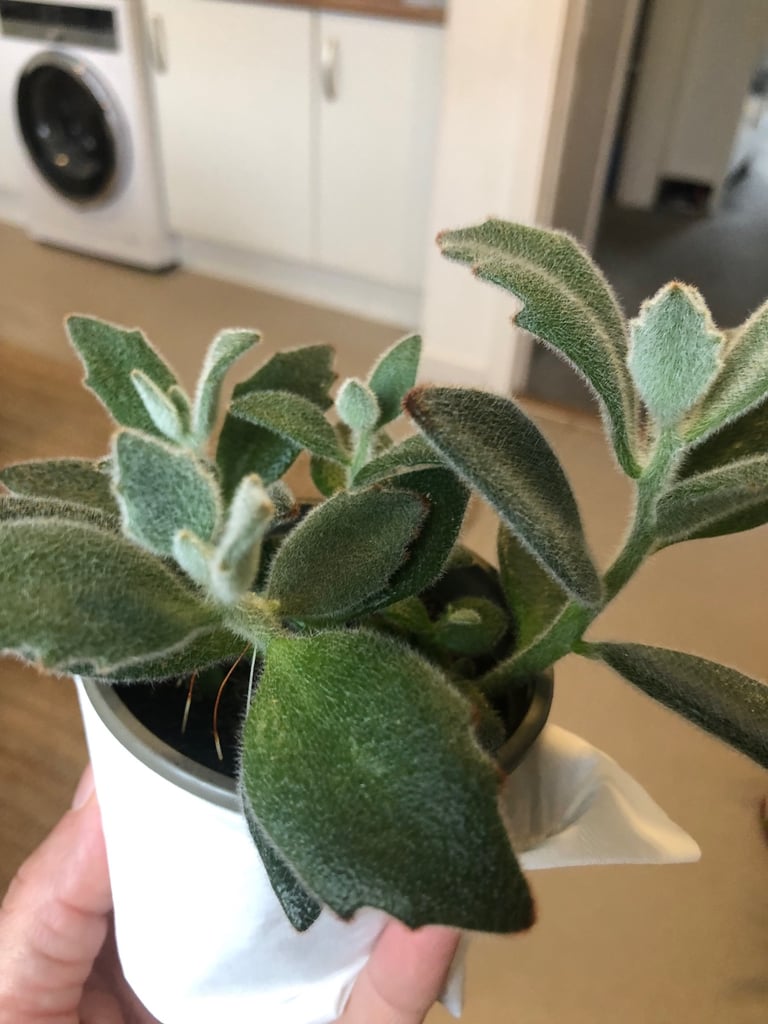 Homegrown Chocolate Soldier indoor plant 