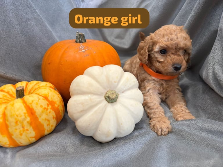 CAVAPOOCHON PUPPIES!!