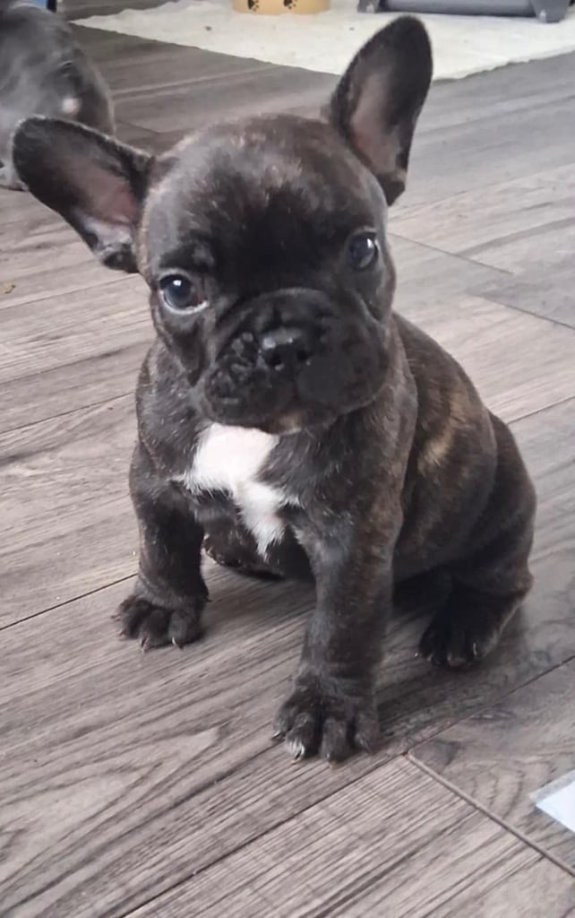 image for French bulldog puppy for sale 