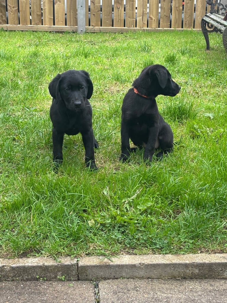 Labrador puppies 