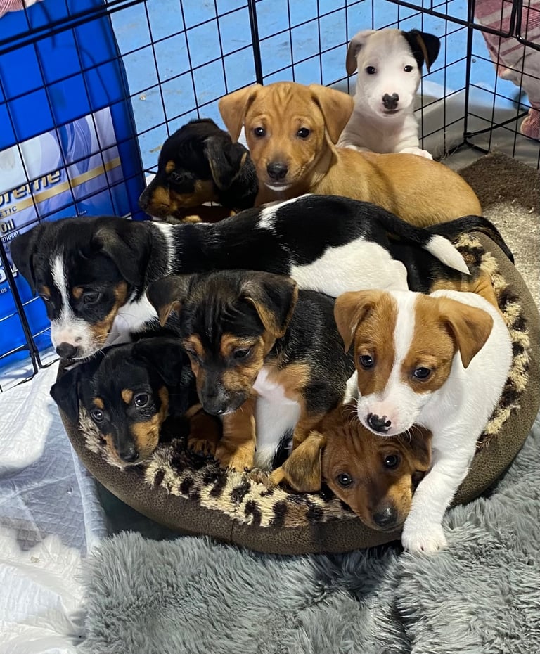 Jack Russel terrier tan pups 