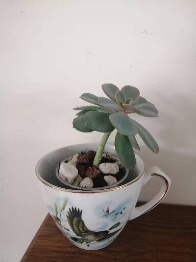 image for Echeveria Succulent plant
