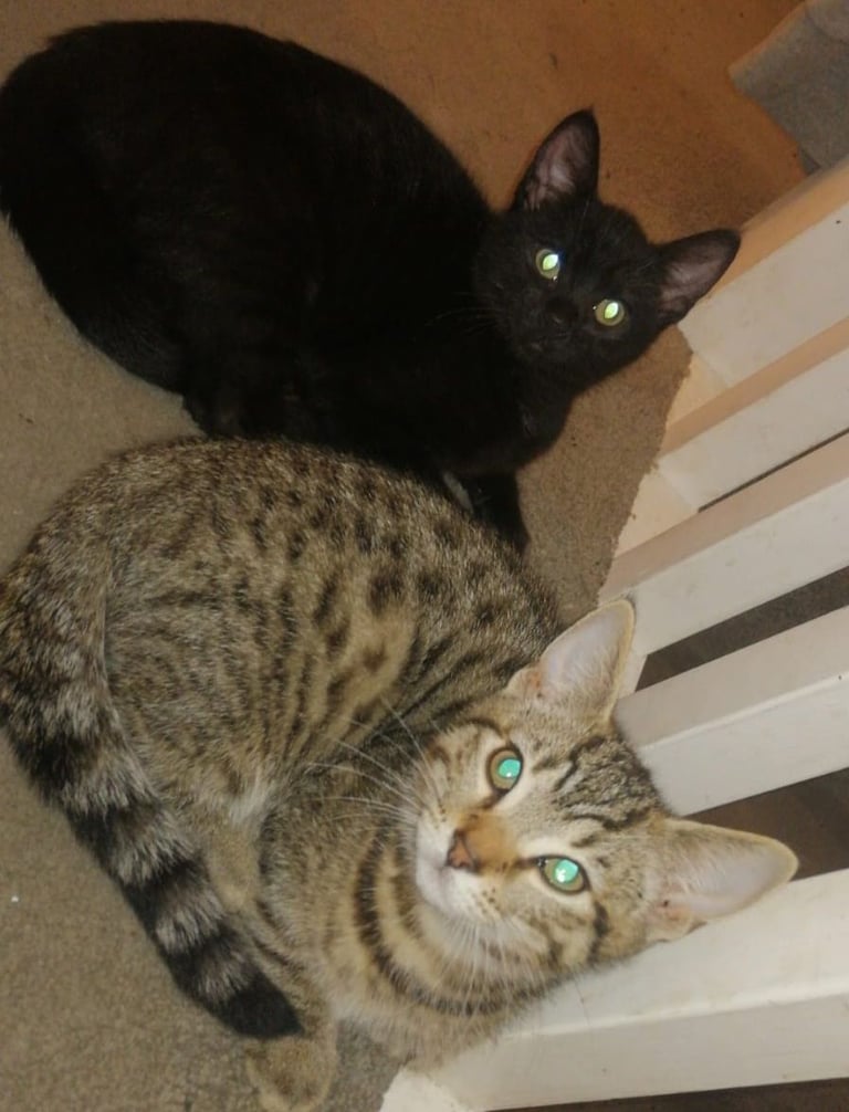 3 bengal kittens for sale