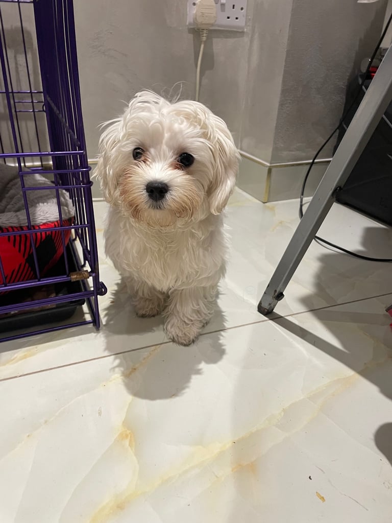 image for Dogs puppies Bichon 