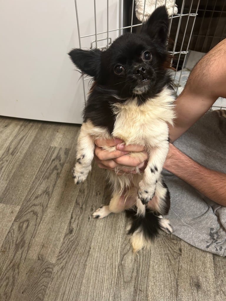 Chihuahua x shitzu no offers