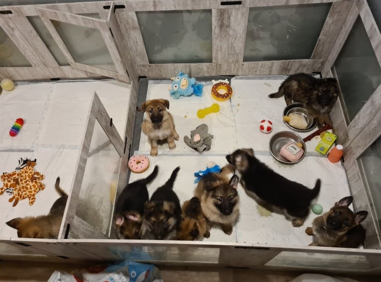 🐾 Adorable 8-Week-Old German Shepherd Puppies Ready for Their Forever Homes! 🐾