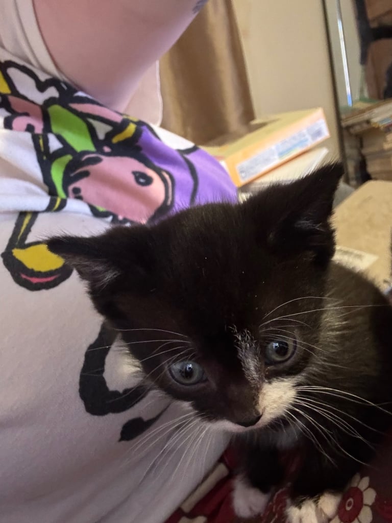 3 kittens for sale!!