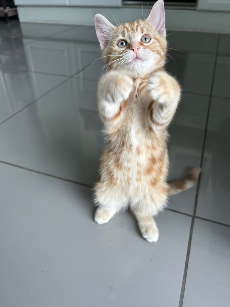 Sweet Adorable Kittens 