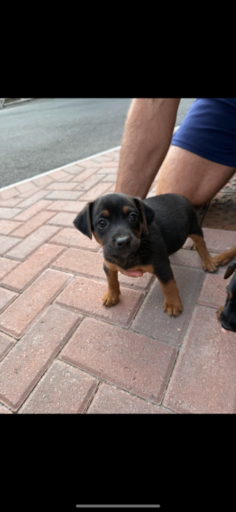 Jack Russell puppies 