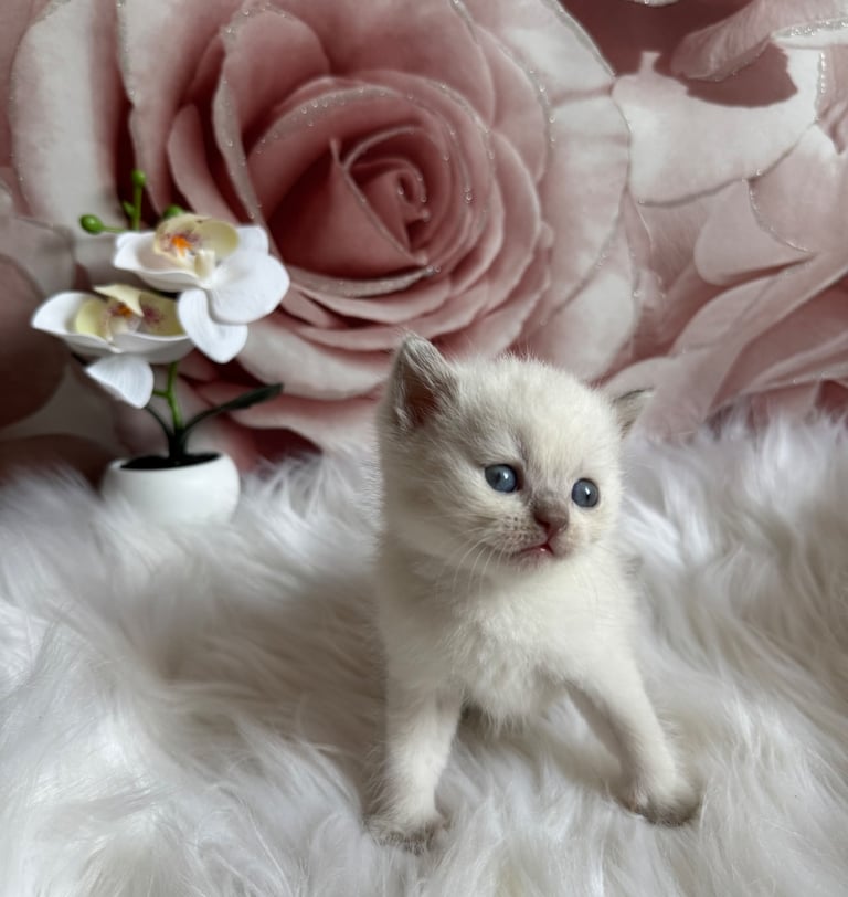 British shorthair kittens 
