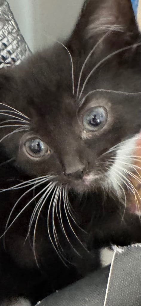 black tuxedo kittens male and female available now