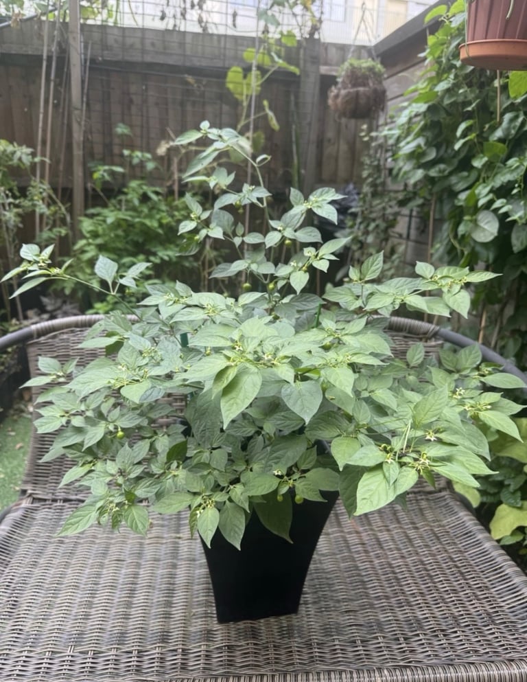 Round naga plant
