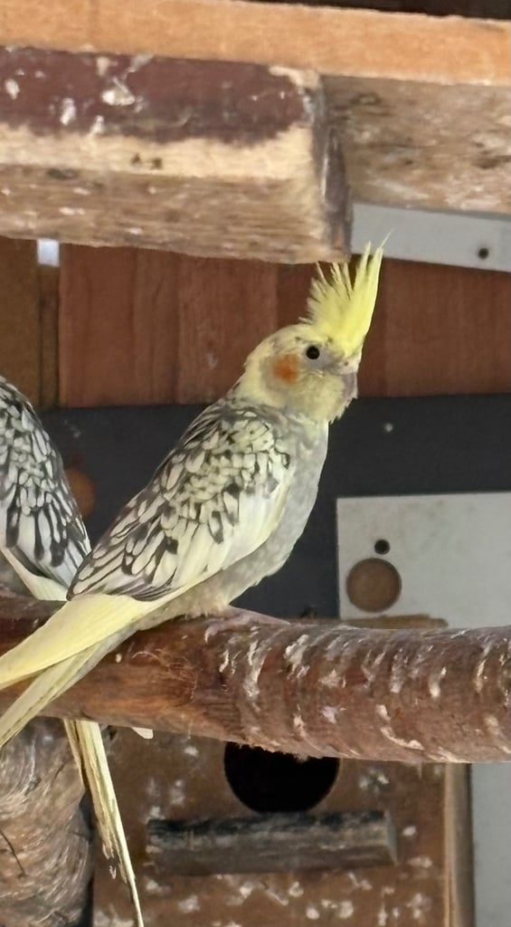 image for Baby Cockatiel and Budgies