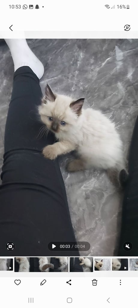 Ragdoll kittens 9 weeks