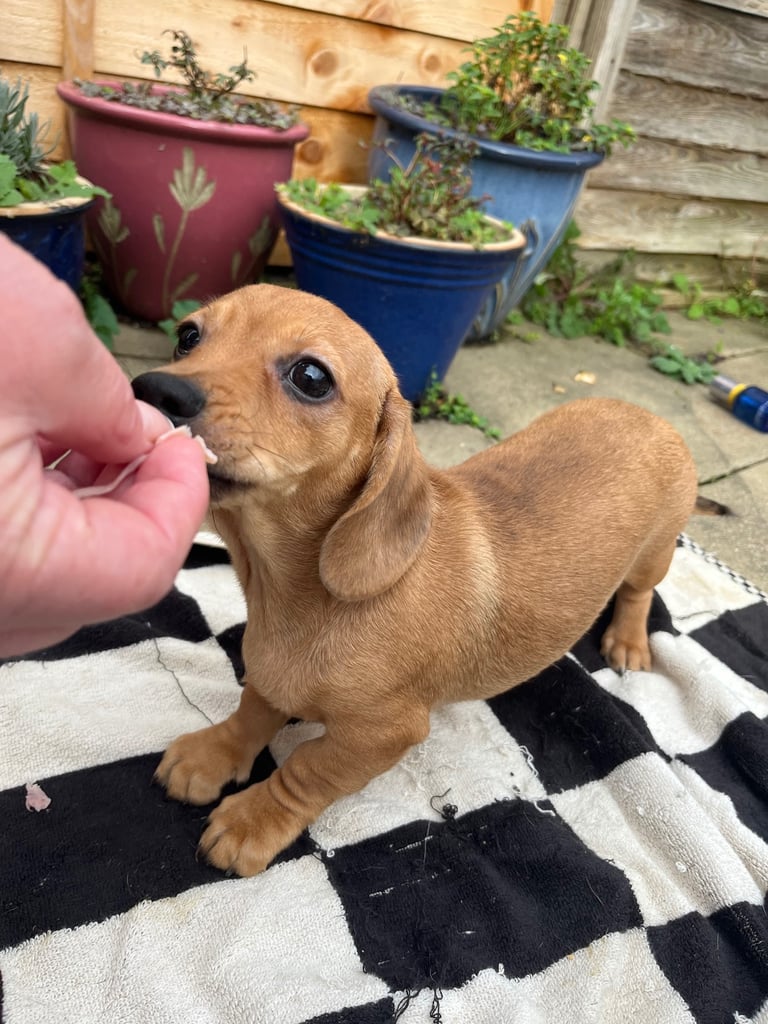 Beautiful dachshund puppies 🐾