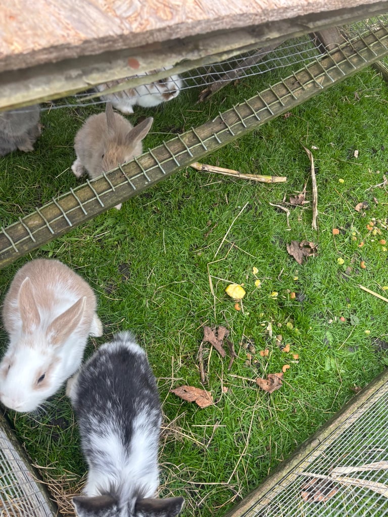 image for Super Cute Mixed Breed Rabbits