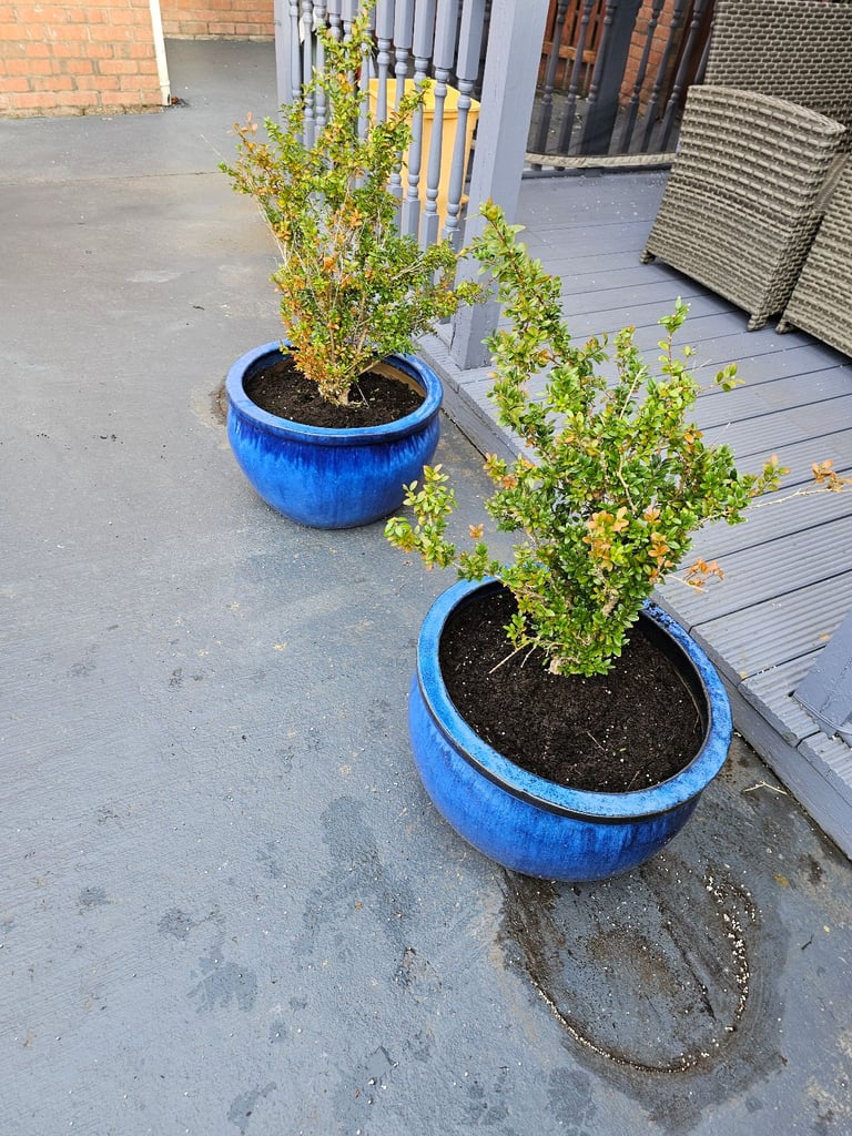 Extra Large Vibrant Blue Glazed Ceramic Pots