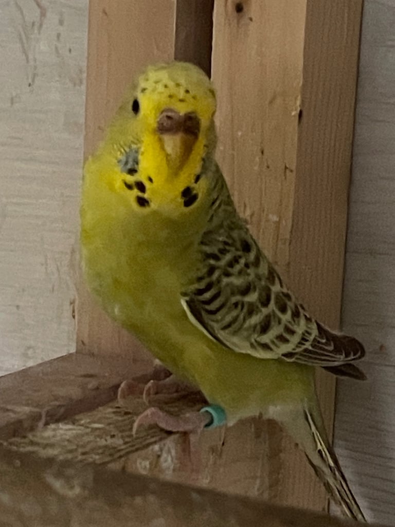 Young budgies 2025 