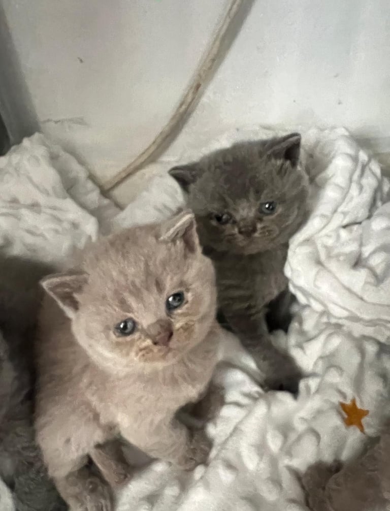 Pure breed British shorthair kittens ( 4 kittens left for reserve)