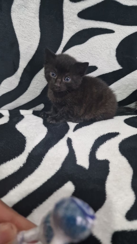 image for Kitten