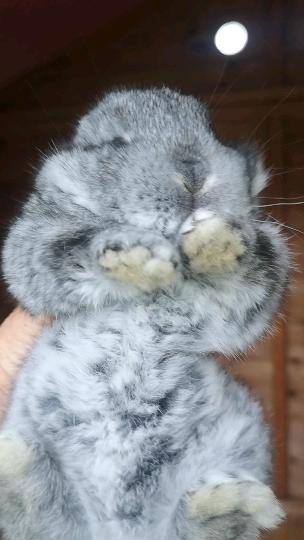 Two beautiful baby lop earred bunnies for sale 