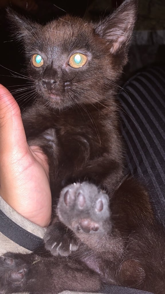 Kittens for sale