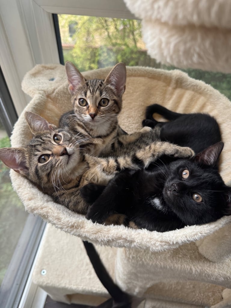 image for Kittens for sale!